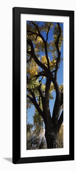 Low angle view of a cottonwood tree, New Mexico, USA-null-Framed Photographic Print