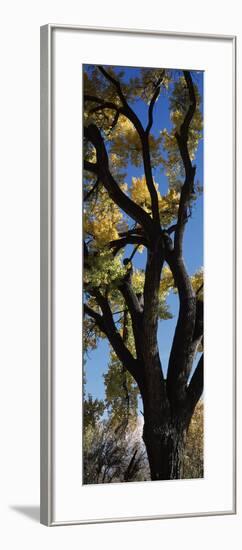 Low angle view of a cottonwood tree, New Mexico, USA-null-Framed Photographic Print