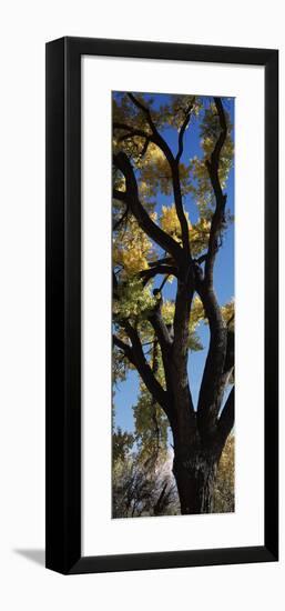 Low angle view of a cottonwood tree, New Mexico, USA-null-Framed Photographic Print