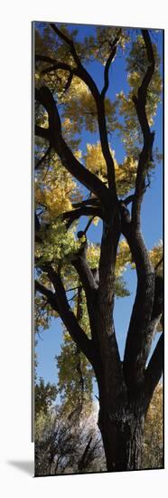 Low angle view of a cottonwood tree, New Mexico, USA-null-Mounted Photographic Print
