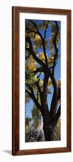 Low angle view of a cottonwood tree, New Mexico, USA-null-Framed Photographic Print