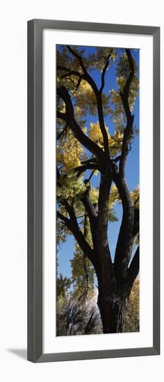 Low angle view of a cottonwood tree, New Mexico, USA-null-Framed Photographic Print