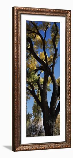 Low angle view of a cottonwood tree, New Mexico, USA-null-Framed Photographic Print