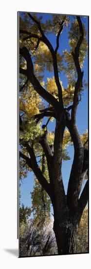 Low angle view of a cottonwood tree, New Mexico, USA-null-Mounted Photographic Print