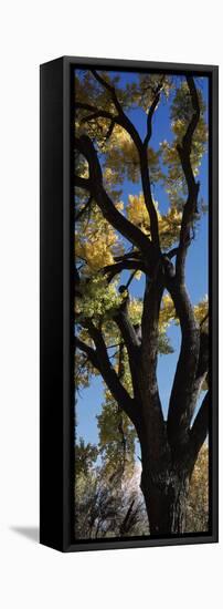 Low angle view of a cottonwood tree, New Mexico, USA-null-Framed Premier Image Canvas