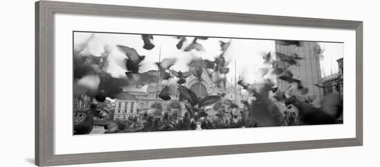 Low Angle View of a Flock of Pigeons, St. Mark's Square, Venice, Italy-null-Framed Photographic Print