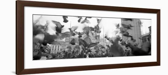 Low Angle View of a Flock of Pigeons, St. Mark's Square, Venice, Italy-null-Framed Photographic Print