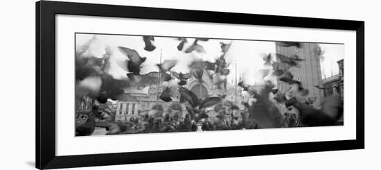 Low Angle View of a Flock of Pigeons, St. Mark's Square, Venice, Italy-null-Framed Photographic Print