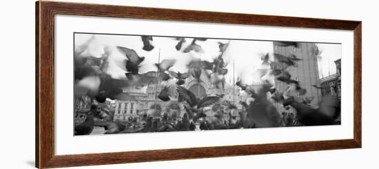 Low Angle View of a Flock of Pigeons, St. Mark's Square, Venice, Italy--Framed Photographic Print