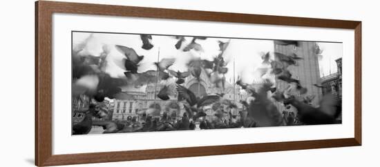 Low Angle View of a Flock of Pigeons, St. Mark's Square, Venice, Italy-null-Framed Photographic Print