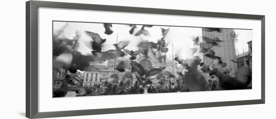 Low Angle View of a Flock of Pigeons, St. Mark's Square, Venice, Italy-null-Framed Photographic Print