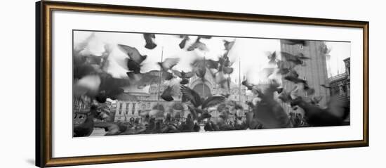 Low Angle View of a Flock of Pigeons, St. Mark's Square, Venice, Italy-null-Framed Photographic Print