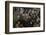 Low-Angle View of a Group of People as They Sing Along with a Pianist in a Unidentified Bar, 1959-Yale Joel-Framed Photographic Print