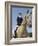 Low Angle View of a Jockey Sitting on a Horse-null-Framed Photographic Print