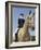 Low Angle View of a Jockey Sitting on a Horse-null-Framed Photographic Print