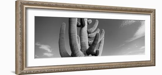 Low Angle View of a Saguaro Cactus(Carnegiea Gigantea), Saguaro National Park, Tucson-null-Framed Photographic Print