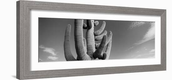 Low Angle View of a Saguaro Cactus(Carnegiea Gigantea), Saguaro National Park, Tucson-null-Framed Photographic Print