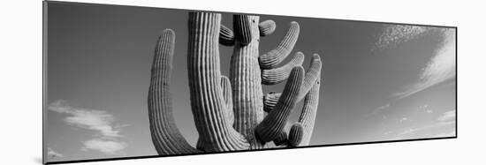 Low Angle View of a Saguaro Cactus(Carnegiea Gigantea), Saguaro National Park, Tucson-null-Mounted Photographic Print