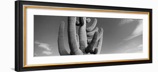 Low Angle View of a Saguaro Cactus(Carnegiea Gigantea), Saguaro National Park, Tucson-null-Framed Photographic Print