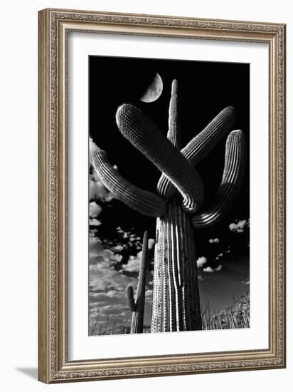 Low Angle View of a Saguaro Cactus (Carnegiea Gigantea), Tucson, Pima County, Arizona, USA-null-Framed Photographic Print