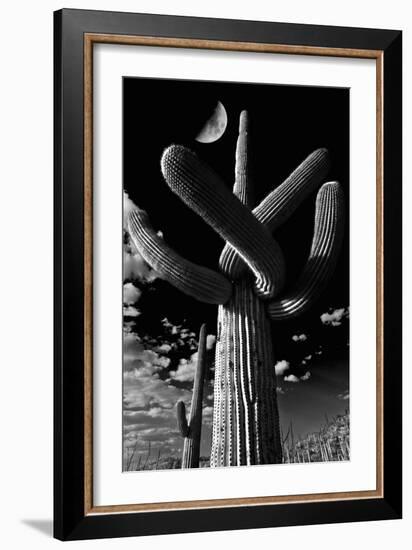 Low Angle View of a Saguaro Cactus (Carnegiea Gigantea), Tucson, Pima County, Arizona, USA-null-Framed Photographic Print