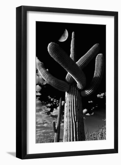 Low Angle View of a Saguaro Cactus (Carnegiea Gigantea), Tucson, Pima County, Arizona, USA-null-Framed Photographic Print