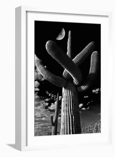 Low Angle View of a Saguaro Cactus (Carnegiea Gigantea), Tucson, Pima County, Arizona, USA-null-Framed Photographic Print