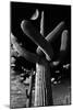 Low Angle View of a Saguaro Cactus (Carnegiea Gigantea), Tucson, Pima County, Arizona, USA-null-Mounted Photographic Print