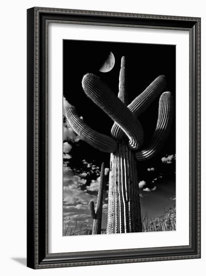 Low Angle View of a Saguaro Cactus (Carnegiea Gigantea), Tucson, Pima County, Arizona, USA-null-Framed Photographic Print