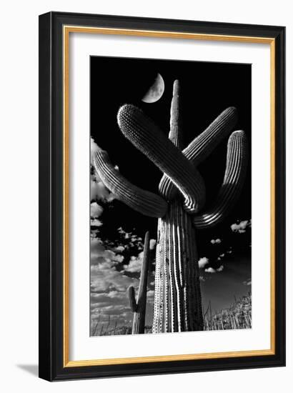 Low Angle View of a Saguaro Cactus (Carnegiea Gigantea), Tucson, Pima County, Arizona, USA-null-Framed Photographic Print