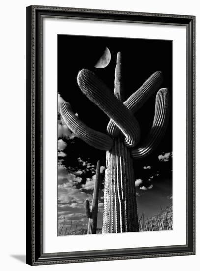 Low Angle View of a Saguaro Cactus (Carnegiea Gigantea), Tucson, Pima County, Arizona, USA-null-Framed Photographic Print