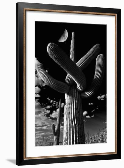 Low Angle View of a Saguaro Cactus (Carnegiea Gigantea), Tucson, Pima County, Arizona, USA-null-Framed Photographic Print