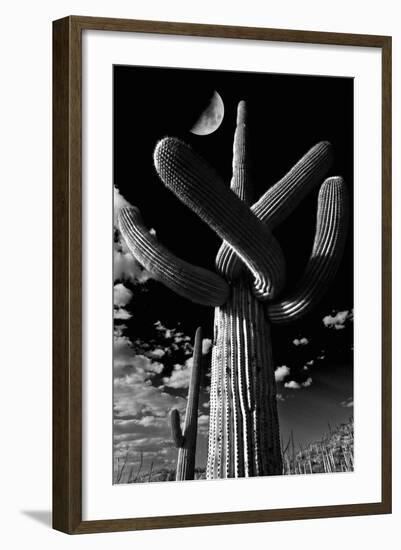 Low Angle View of a Saguaro Cactus (Carnegiea Gigantea), Tucson, Pima County, Arizona, USA-null-Framed Photographic Print