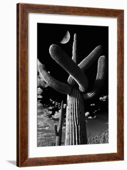 Low Angle View of a Saguaro Cactus (Carnegiea Gigantea), Tucson, Pima County, Arizona, USA-null-Framed Photographic Print