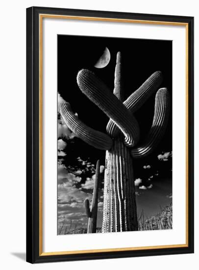 Low Angle View of a Saguaro Cactus (Carnegiea Gigantea), Tucson, Pima County, Arizona, USA-null-Framed Photographic Print