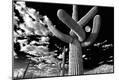 Photographic Print