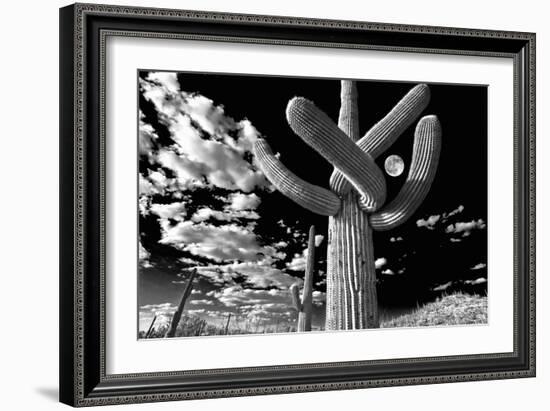 Low Angle View of a Saguaro Cactus (Carnegiea Gigantea), Tucson, Pima County, Arizona, USA--Framed Photographic Print