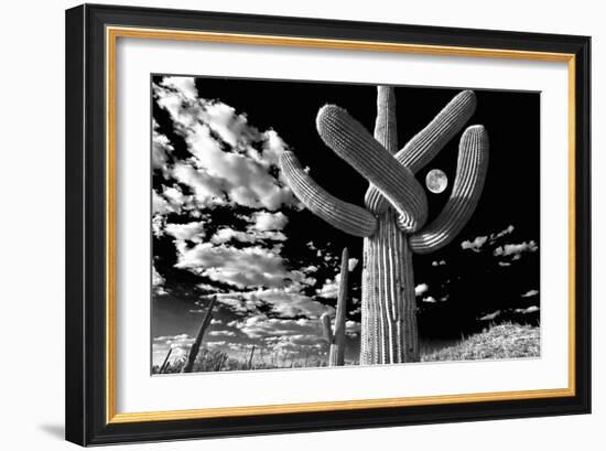 Low Angle View of a Saguaro Cactus (Carnegiea Gigantea), Tucson, Pima County, Arizona, USA-null-Framed Photographic Print