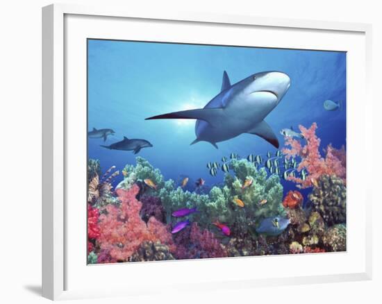 Low Angle View of a Shark Swimming Underwater, Indo-Pacific Ocean-null-Framed Photographic Print