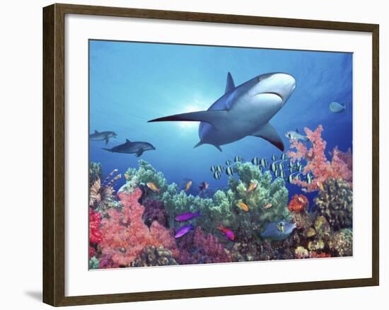 Low Angle View of a Shark Swimming Underwater, Indo-Pacific Ocean-null-Framed Photographic Print