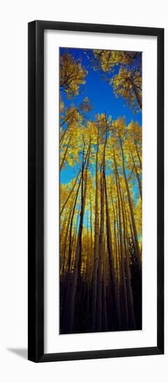 Low Angle View of Aspen Trees, Colorado, USA-null-Framed Photographic Print