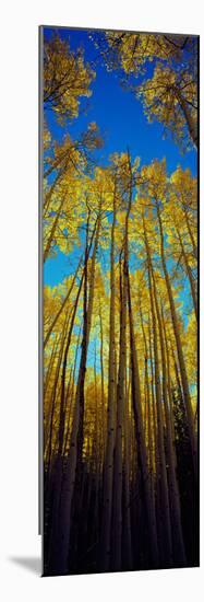 Low Angle View of Aspen Trees, Colorado, USA-null-Mounted Photographic Print