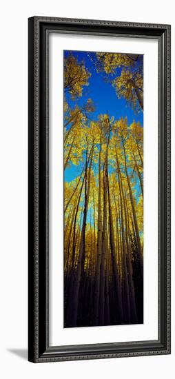 Low Angle View of Aspen Trees, Colorado, USA-null-Framed Photographic Print