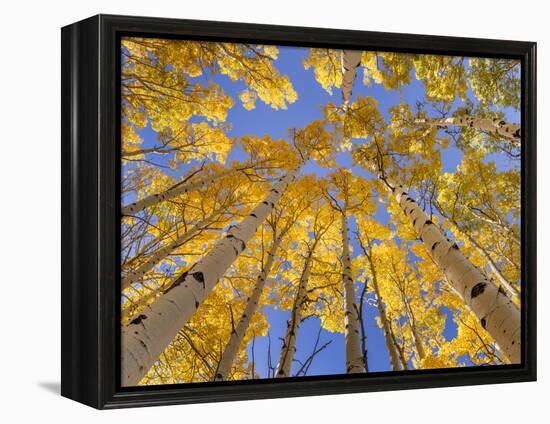 Low angle view of aspen trees (Populus tremuloides) in autumn, Boulder Mountain, Dixie National...-Panoramic Images-Framed Premier Image Canvas