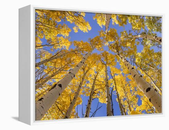 Low angle view of aspen trees (Populus tremuloides) in autumn, Boulder Mountain, Dixie National...-Panoramic Images-Framed Premier Image Canvas