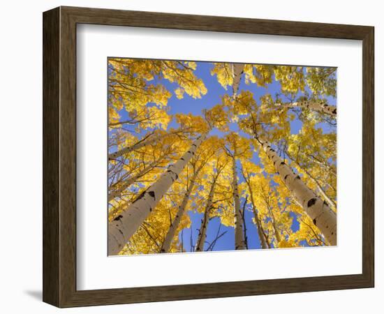 Low angle view of aspen trees (Populus tremuloides) in autumn, Boulder Mountain, Dixie National...-Panoramic Images-Framed Photographic Print