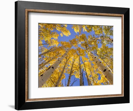 Low angle view of aspen trees (Populus tremuloides) in autumn, Boulder Mountain, Dixie National...-Panoramic Images-Framed Photographic Print