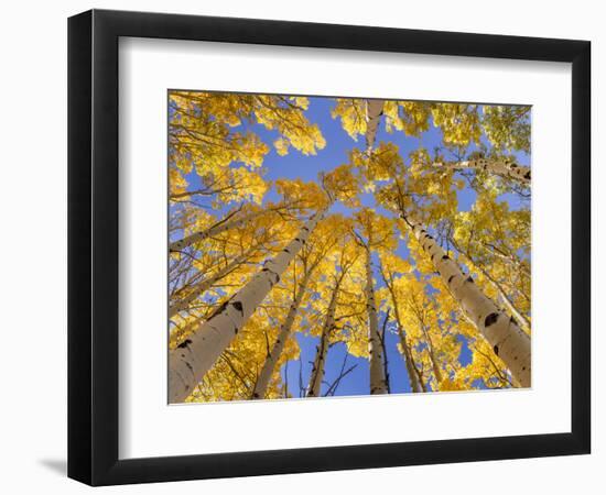 Low angle view of aspen trees (Populus tremuloides) in autumn, Boulder Mountain, Dixie National...-Panoramic Images-Framed Photographic Print