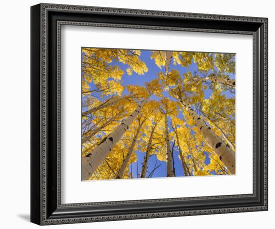 Low angle view of aspen trees (Populus tremuloides) in autumn, Boulder Mountain, Dixie National...-Panoramic Images-Framed Photographic Print