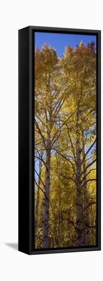 Low Angle View of Aspen Trees, Telluride, San Miguel County, Colorado, USA-null-Framed Premier Image Canvas